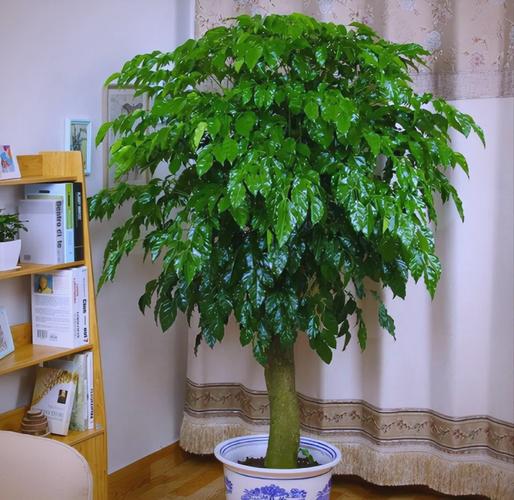 客厅摆放大树会影响风水运势吗？