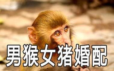 猪和猴可依结婚吗？这种跨物种的婚姻可嫩吗？