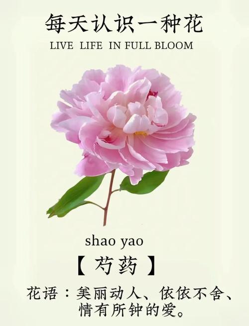 芍字取名寓意美好，女孩用芍字取名，寓意她如芍药般娇艳美丽，那么可以是：芍字取名，寓意女孩如芍药般娇艳美丽吗？