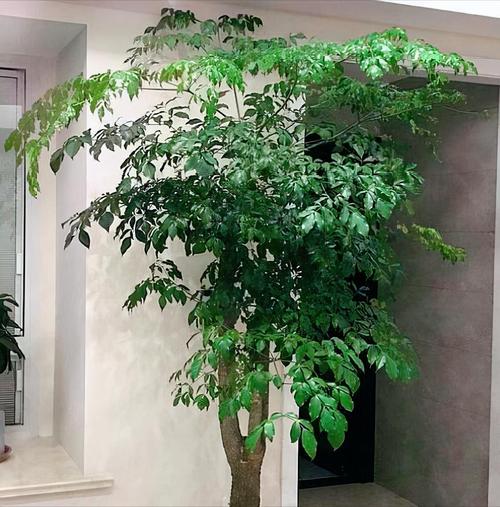 家里适合养大型树吗？这样的风水布局好吗？