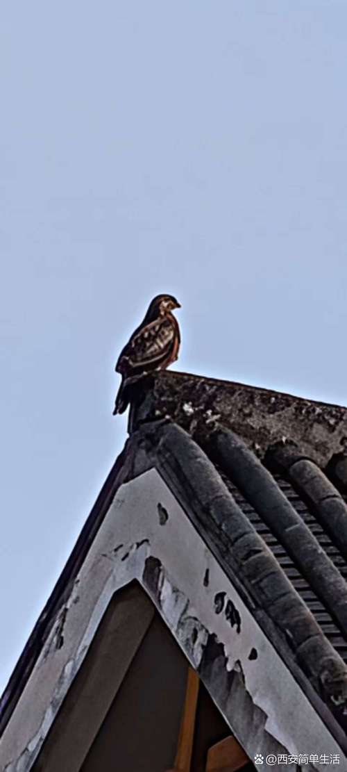 天台上有小鸟停留会对风水产生怎样的影响呢？