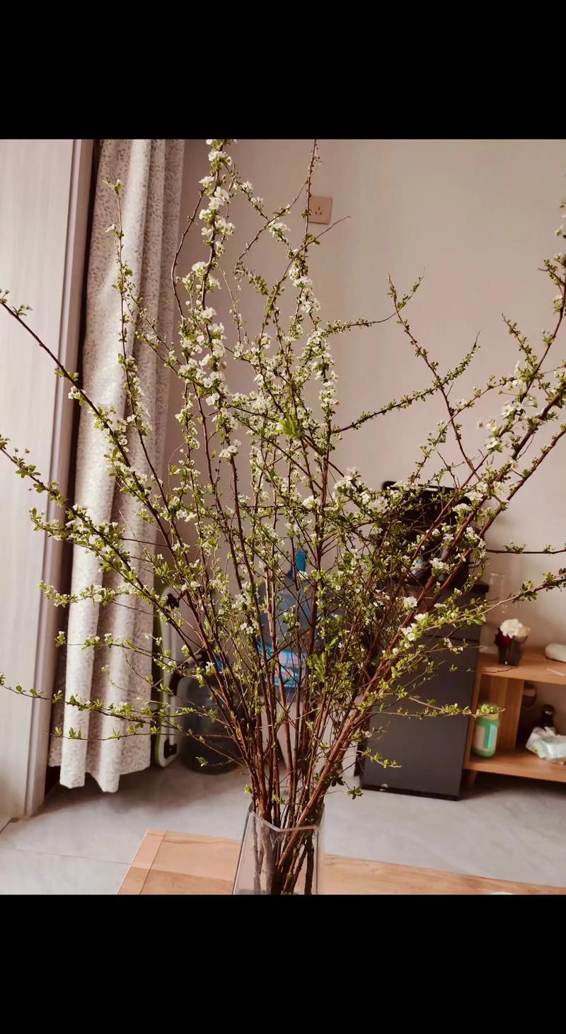 家里养雪柳会对风水产生怎样的影响呢？