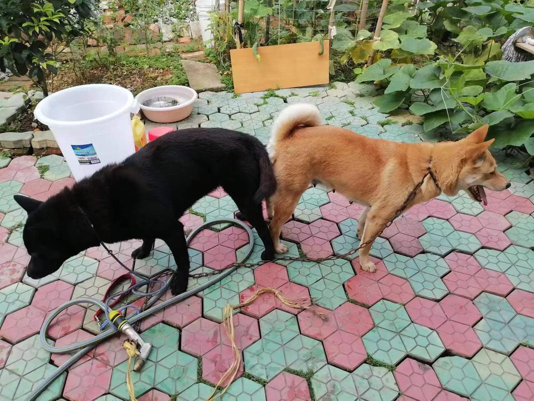 家里养两只狗风水怎么样，是否适宜呢？