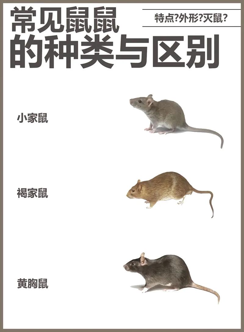 生肖鼠的哪些特点或行为容易成为其软肋？