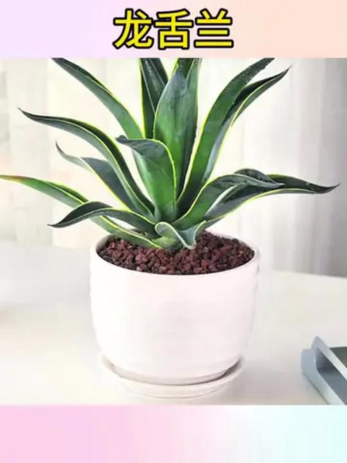 龙舌兰摆放在家中能否有效改善和调整家居风水？