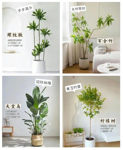 家里摆放花卉需要注意哪些风水讲究？