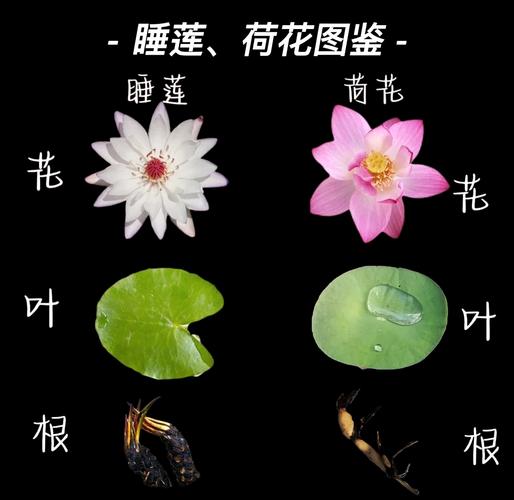 睡莲供奉风水方面是否适宜，有哪些讲究和好处？