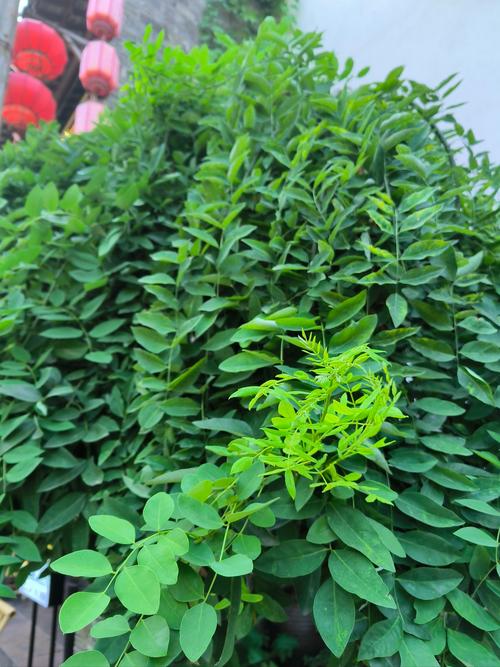 槐树种植风水上适宜吗？对家居风水有好处吗？