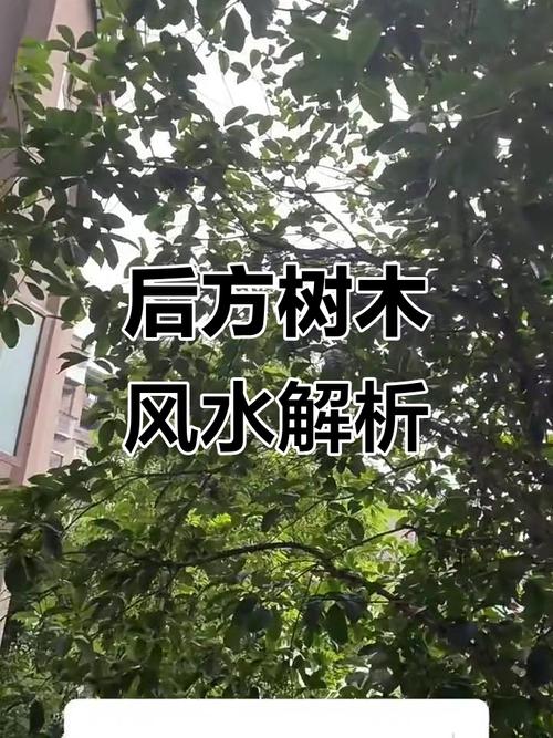 后门大树对住宅风水有何具体影响？