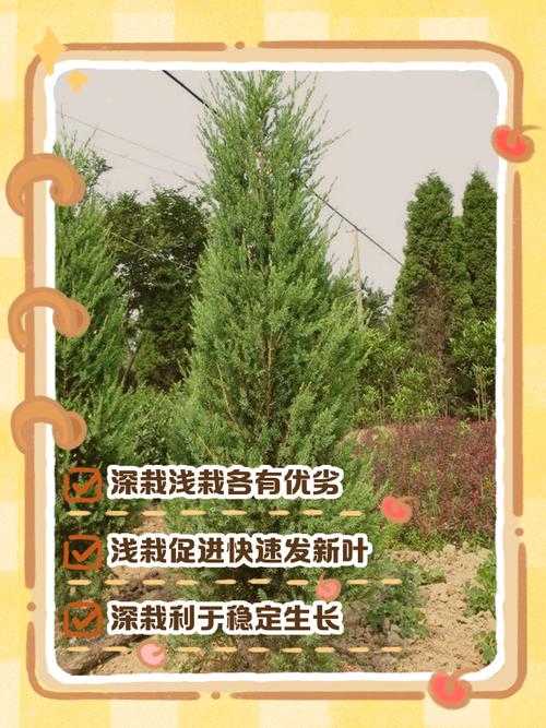 今日农历三月二十适合栽树吗？2026年5月6日是否适宜植树？
