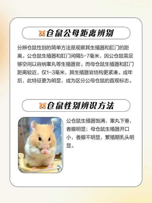 马克鼠还是鼠克马，哪个才是正确的顺序？