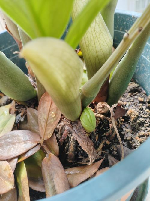 金钱树作为风水植物，其摆放位置有何讲究？