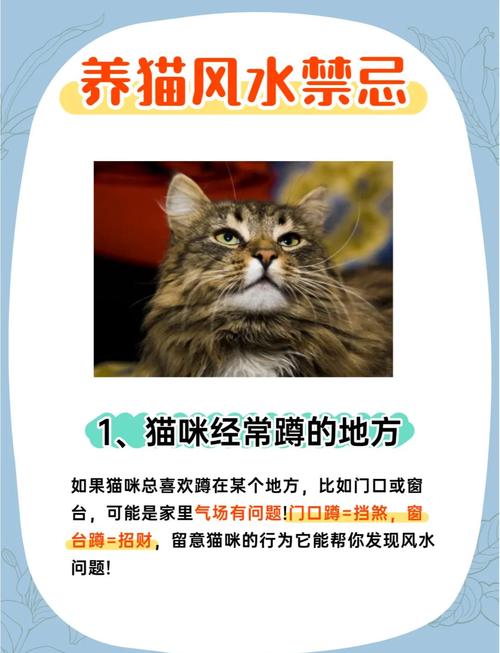 门外养猫风水如何，适合我家猫咪居住吗？