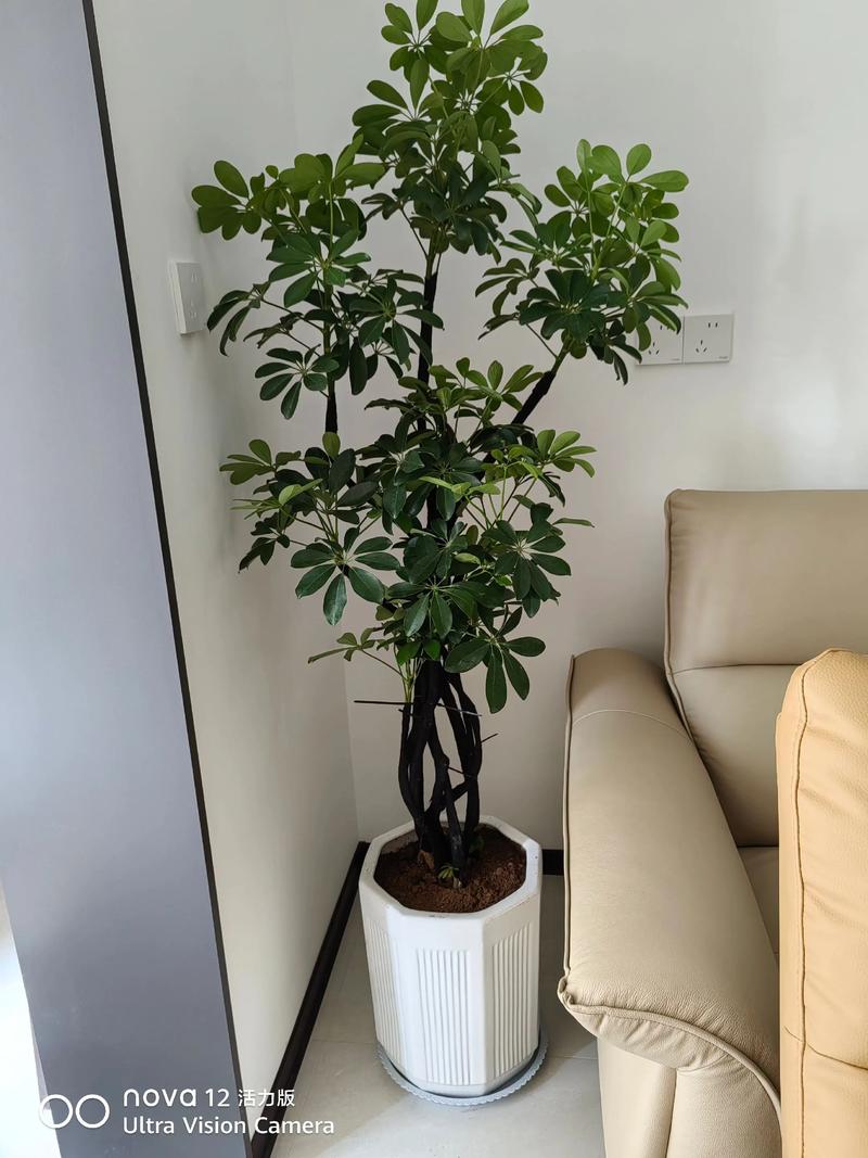 鹅掌柴作为风水植物，其摆放位置和寓意有何讲究？