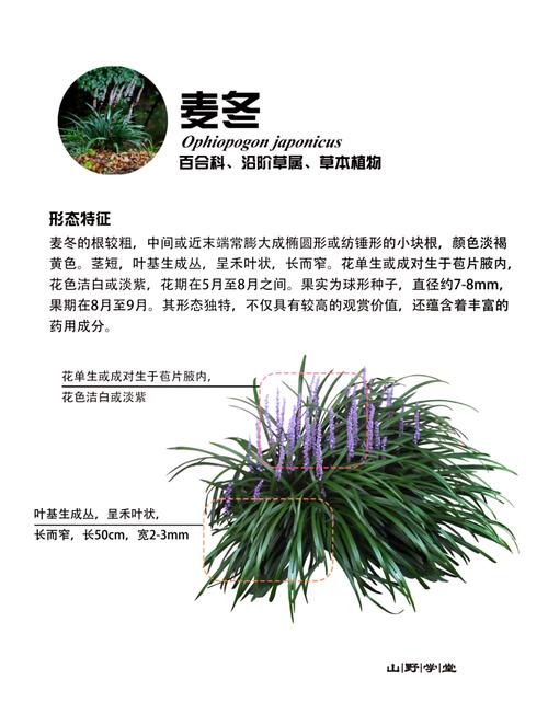 坟墓周围种植麦冬对风水有影响吗？