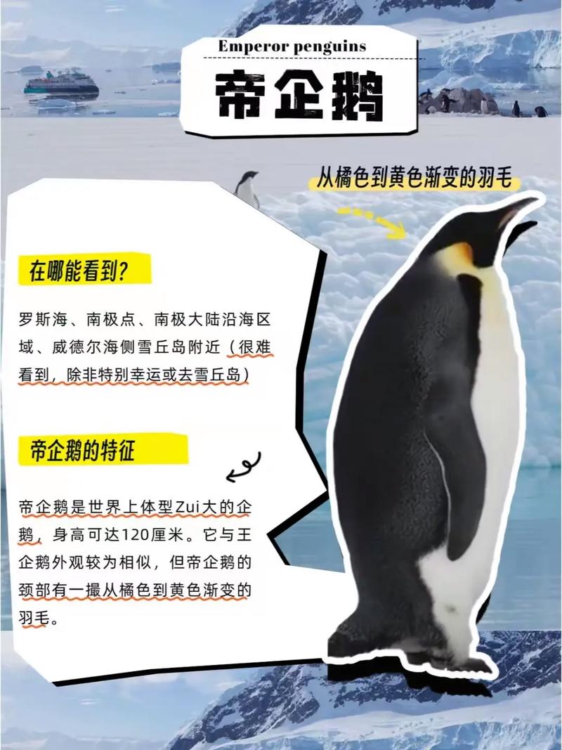 企鹅在风水分类中，究竟是属于水性动物吗？