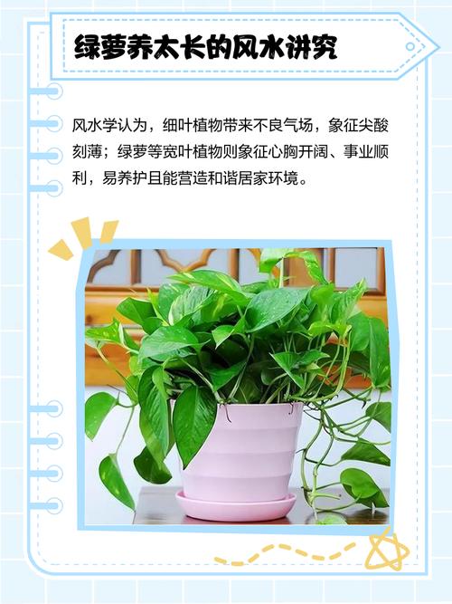 在家养绿萝会对家居风水产生怎样的影响呢？