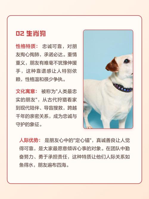 狗、兔、猪三者一起工作，这样的组合合理吗？