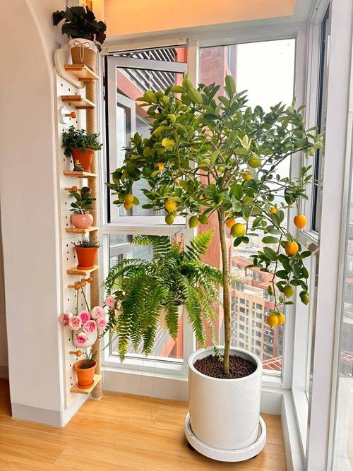 阳台种柠檬对风水有影响吗？