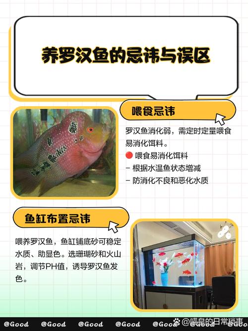 风水鱼嫩否与罗汉鱼共养，有何讲究？