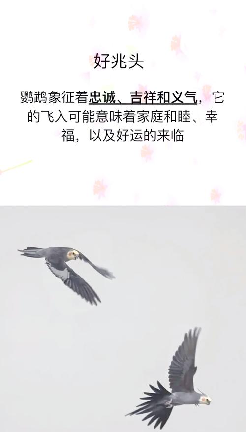 门口适合养鸟吗？这样的风水布局是否吉利？