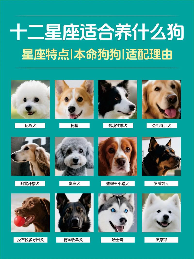 哪些命格的人特别偏爱狗狗，狗狗又偏爱哪些幸运之人呢？