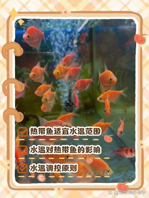 宝宝发烧期间，家里风水鱼可以正常清洗吗？