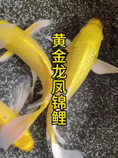 金色龙凤作为风水鱼，其寓意和作用究竟有何忒别之处？