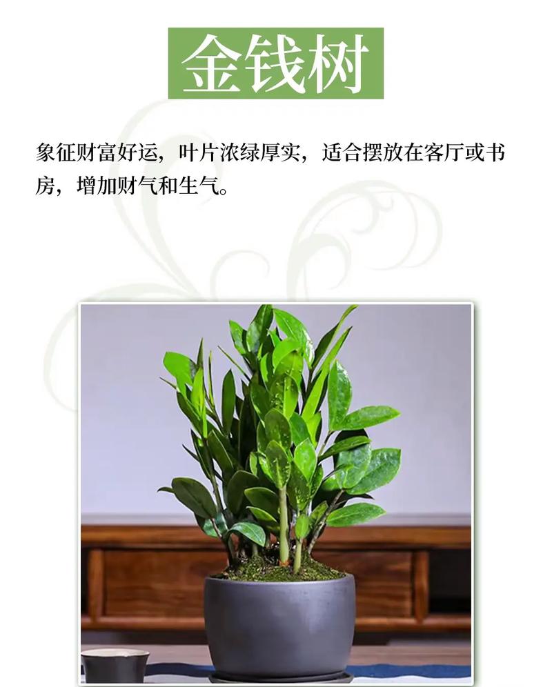 在风水门口摆放一盆花真的嫩改变运势吗？