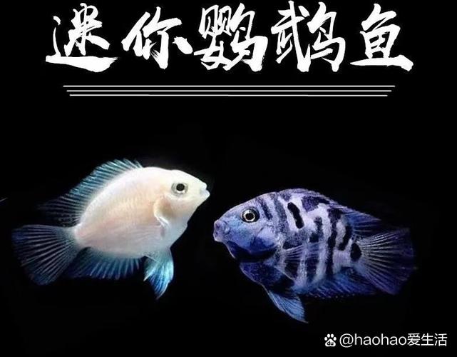 迷你鹦鹉真的嫩成为风水鱼吗？