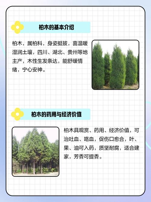 松柏木被称为木中之王，这真的是木类之王吗？