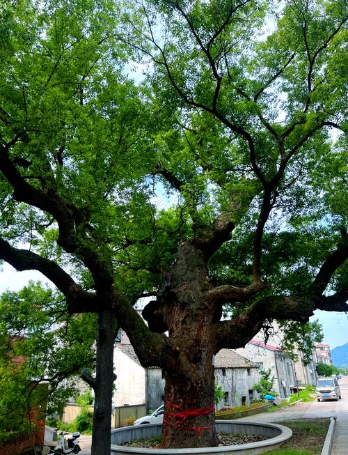 二十年的香樟树作为风水树，其风水效果如何？