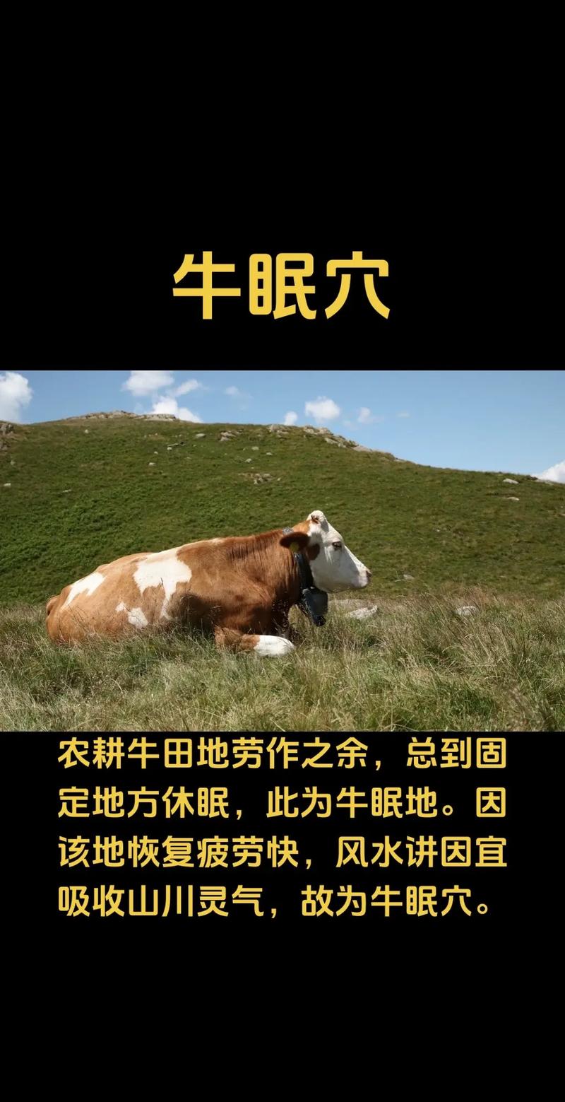 旧房风水适合养牛吗？