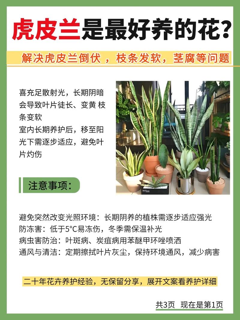 虎皮兰适合哪种命理的人养，其功效与作用有哪些，有什么禁忌需要注意？