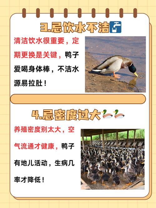 家里养鸡鸭鹅等家禽会对住宅风水产生不良影响吗？