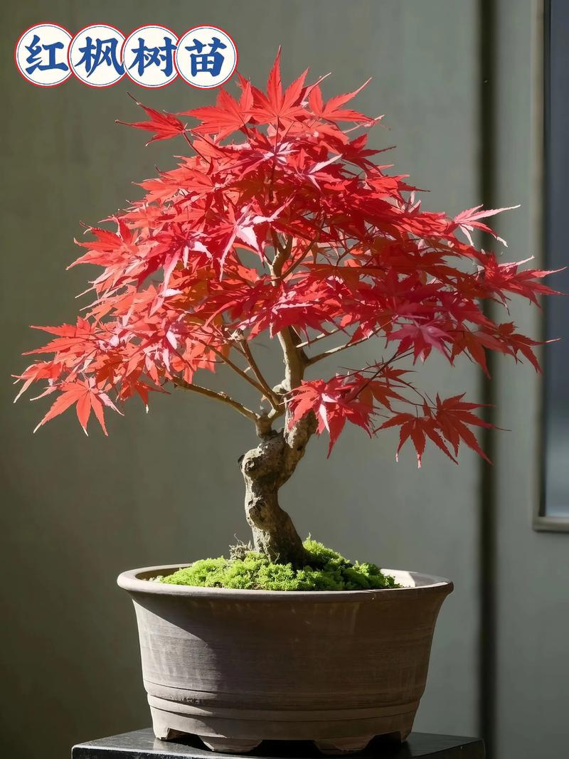 室内风水适宜种植枫叶植物吗？