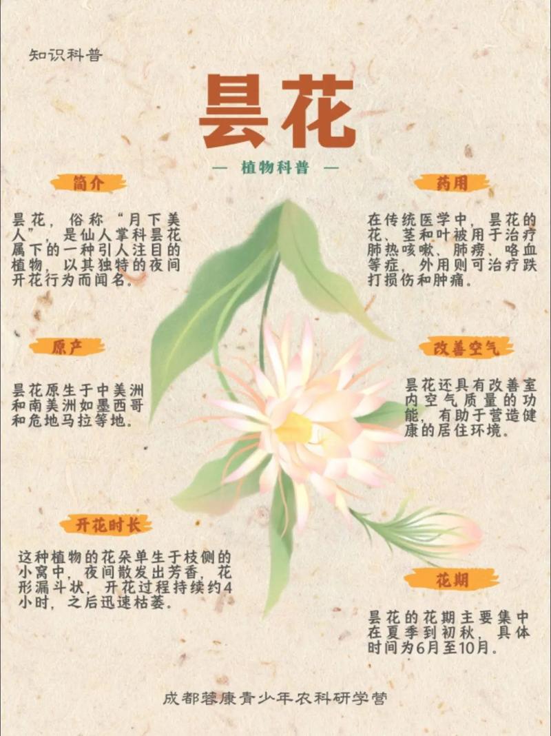 昙花一现的女孩名字寓意独特，如何取一个以昙字开头的女孩名字长尾？