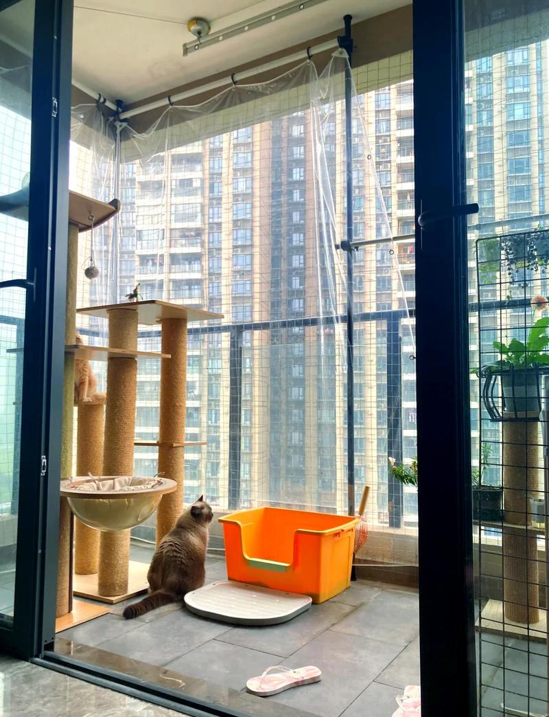 窗台养猫风水如何，适合猫咪居住吗？