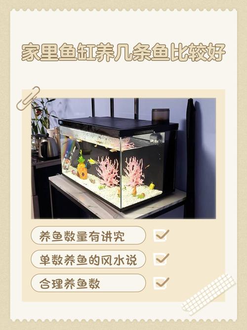 家里养的风水鱼是否适合放生到自然环境中？