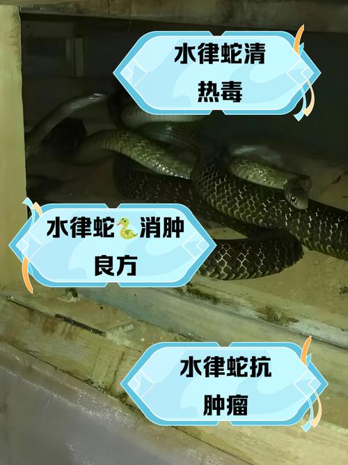 家里养蛇真的能改善风水吗？这其中的奥秘是什么？