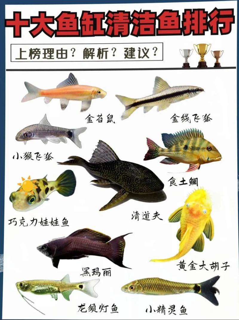 清洁工鱼究竟是否属于风水鱼的一种呢？