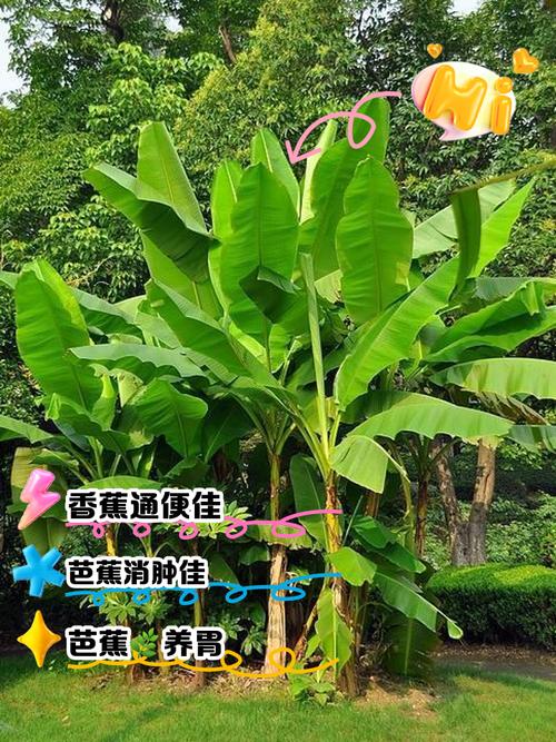 芭蕉树对家居风水有何具体影响？
