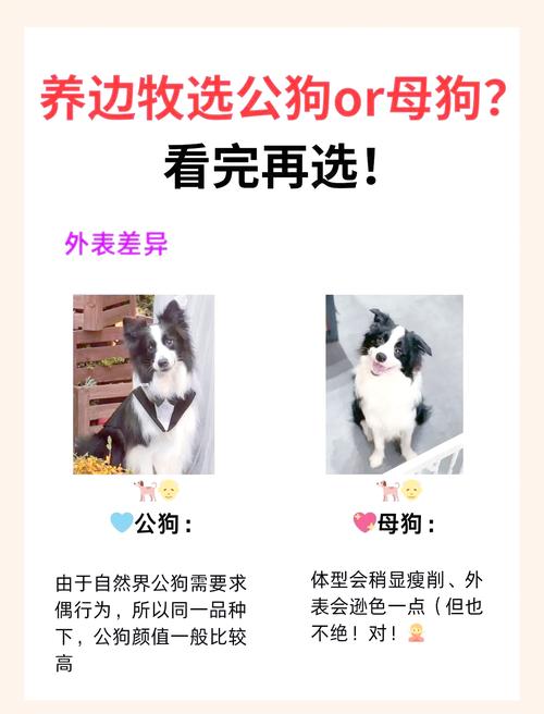 91只公羊和94只母狗配对合适吗？