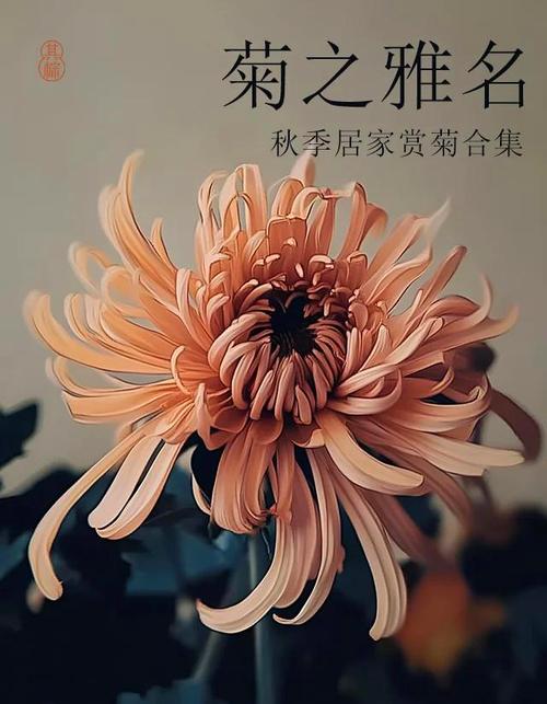 女孩用菊字取名，寓意高雅、坚韧，这样的名字有什么美好寓意？