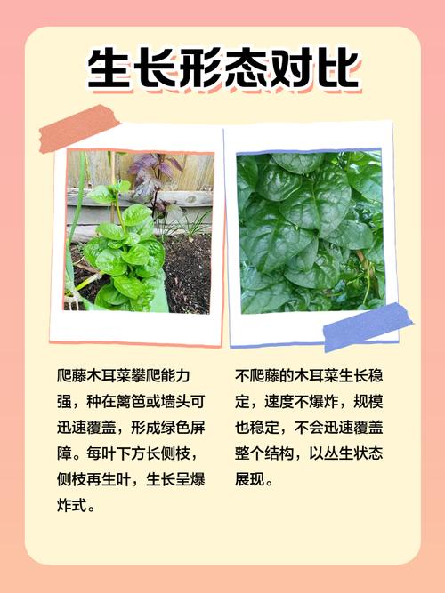 种爬藤蔬菜会对家居风水产生怎样的影响呢？