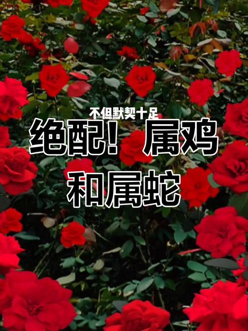 81年属鸡的男士和77年属蛇的女士适合婚配吗？