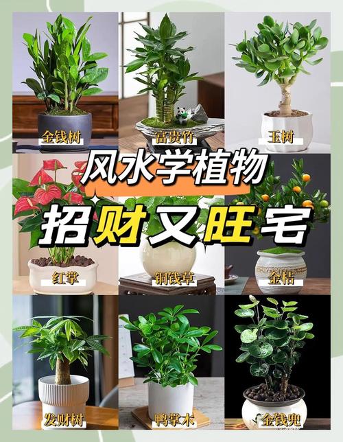 家里适合种植植物吗？这样的风水布局是否吉利？