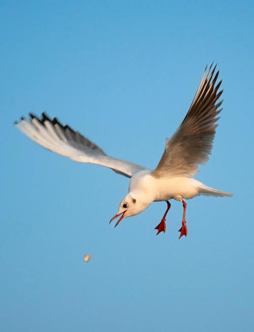 海鸥满天飞，命中海鸥者有何特征？
