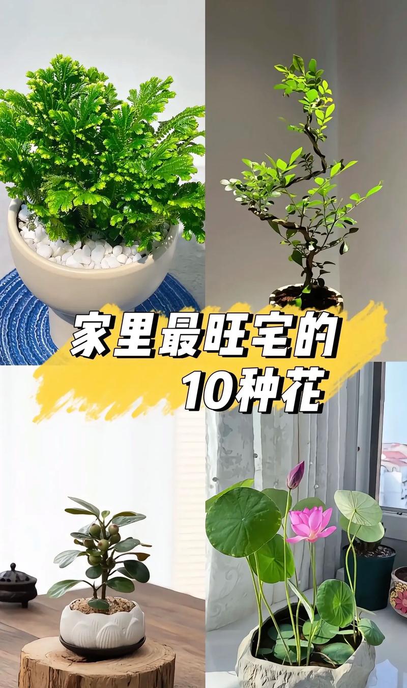 室内养花对空气质量有影响吗？这样的风水布局合适吗？