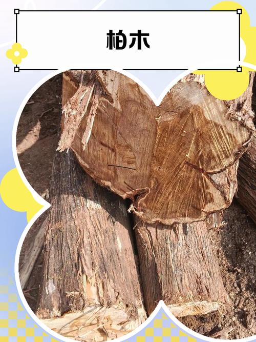 松柏木被称为木中之王，这真的是木类之王吗？